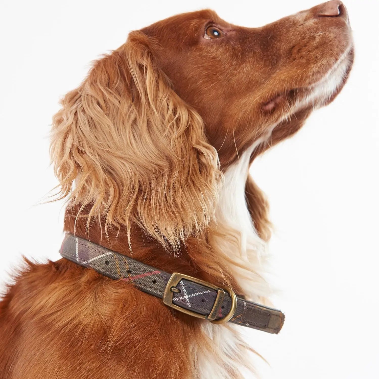 COLLIER TARTAN BARBOUR DOGS -  Klubb