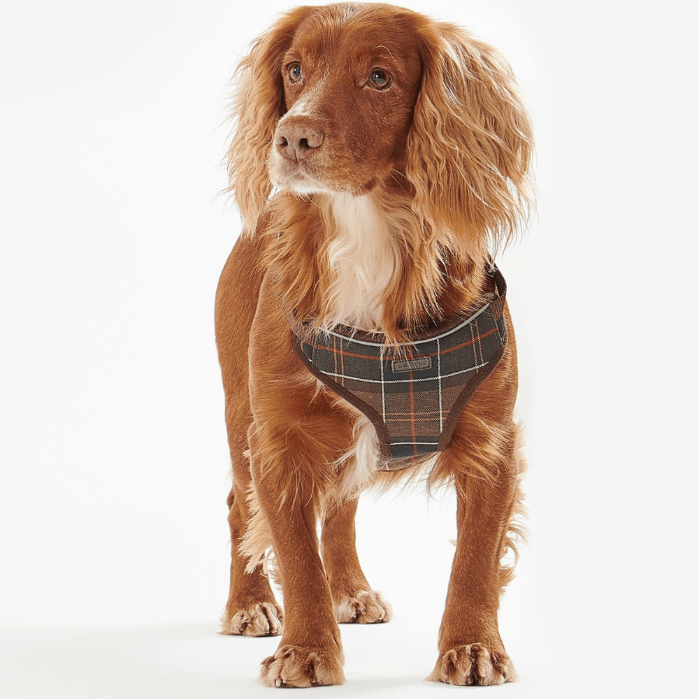 Harnais pour chien en tartan - Accessoires sur British Style Barbour Lyon